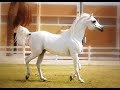 بنات الريح-عاشق الذيب