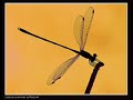 Damselflies