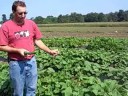 Farmer Dave explains how to tell when cucumbers and peppers are ripe. Listen to Dave explain his farming practices this harvest season at the East Street Farm in Tewksbury, Mass. July 28, 2008