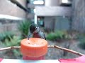 Calypte anna, Anna's humming bird, female