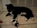 Shadow playing with Zhu Zhu pet.MOV