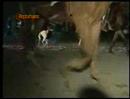 Caballos Peruanos de Paso