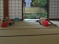 Onsen Babe-Live?????~Waiting for my darling~