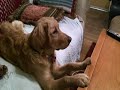 Smitty must watch Marmaduke: http://t.co/g3HkqGjD via @youtube Just watch the dog!