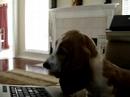 Paisley is bothered by another dog barking on YouTube Paisley is bothered by another dog barking on YouTube