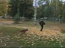 malinois ramnstain malinois ramnstain