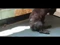 French Bulldog hates His Junk