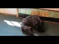 French Bulldog hates His Junk