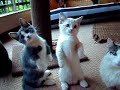 Munchkin kittens - Mischke and Jaantjie Munchkin kittens - Mischke and Jaantjie