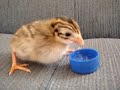 Guinnie the Guinea Fowl / Guinnie la Gallina de Nueva Guinea