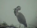 Blue Heron eating bass