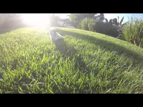 Tiny CavaChon Female Puppy For sale in San Diego
