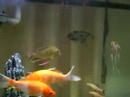 my cichlids my cichlids