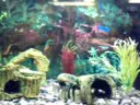 The Adventures of Pacman Fish