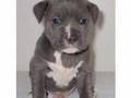 Pitbulls and humans against bsl!!