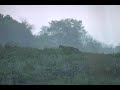Funny Jumping Coyote Funny Jumping Coyote