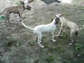 Dogs_3 Perros_3