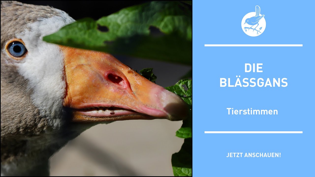 Vogelstimmen: Die Blässgans - White front goose - Anser albifrons (4k)