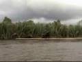 STOP ILLEGAL LOGGING PLEASE !!!