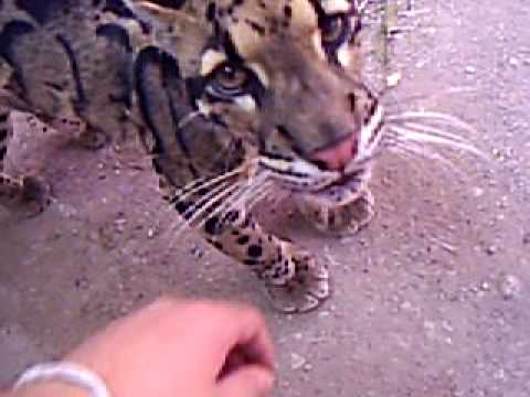 clouded leopard roar