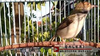 Prenjak Lumut Mp3 Gratis Music Video Tv Radio Zone