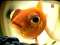 MINI BN commercial - Fish