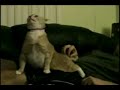 TROLOLO CAT http://ping.fm/15d5u