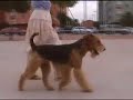 airedale terrier airedale terrier