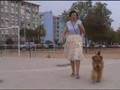 Airedale Terrier video