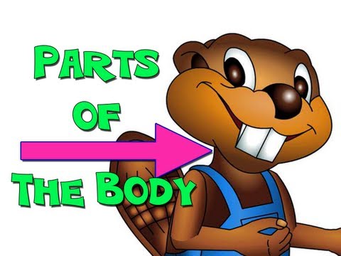 Parts of the Body - English for Kids