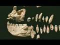 The Oldest Human Ancestor