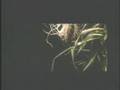 Tortoise - Salt the Skies