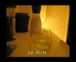 Catch fruit flies (Drosophila) with vinegar