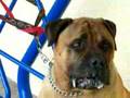 Bullmastiff video