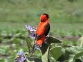 (orange bishop) Euplectes franciscanus (orange bishop) Euplectes franciscanus