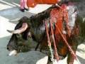 Los Toros. Ni Arte, Ni Cultura: Tortura