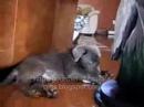 Fighting Cat