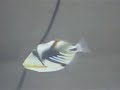 My Humu Picasso Triggerfish