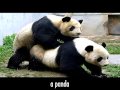 What is a Zoophile? An Anonymous Interview What is a Zoophile? An Anonymous Interview