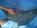 Pedo en  mascota jalisco