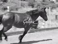 Animalin - Travail de poneys en libert�