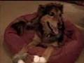 Triumph Over Adversity: Maty, the Tri-Pawed Disc Dog