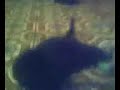 cat plays fetch with ball