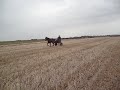 Le cowboy d\ Le cowboy d\