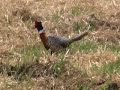 Small Song for a Ring-necked Pheasant