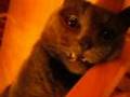 HYDE-PEEKABOO-KITTY