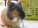 Guinea pig eating