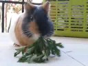 Guinea pig eating