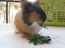 Guinea pig eating