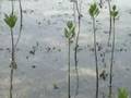 Cebu Microelectronics,Inc. Tree planting..